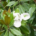 Magnolia Grandiflora Árboles de hoja perenne,Arbustos ornamentales ...