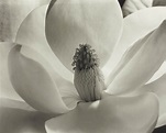 IMOGEN CUNNINGHAM (1883-1976) , Magnolia Blossom, 1925 | Christie's