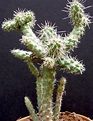 10 tipos de cactus que crecen en Latinoamérica