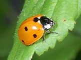 Family Coccinellidae | ENT 425 – General Entomology