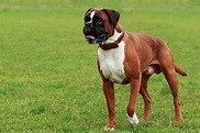 Boxer : caractère, origine, alimentation et reproduction de ce chien