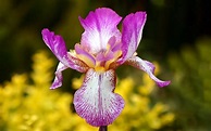 Flor de Iris – Características, como plantar y cultivar