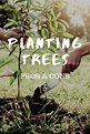 Learn About Pros And Cons Of Planting Trees | Trees to plant, Fairy ...