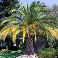 Canary Island Date Palm — Green Acres Nursery & Supply