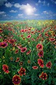 Texas Wildflowers by Dean Fikar