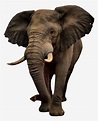 Imagenes De Elefantes Png - 813x983 PNG Download - PNGkit