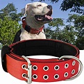 I Tested And Ranked The Best Heavy Duty Dog Collars For Pitbull In 2024 ...