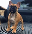 Baby Hunde Französische Bulldogge