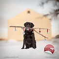 "NICK" Print by Dog Photographer Ron Schmidt | Dog christmas photos ...