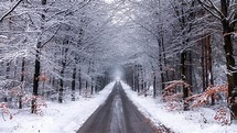 Nature Forest Road With Snow During Winter 4K HD Nature Wallpapers | HD ...