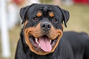 Rottweiler