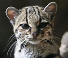 Rare species of the Felidae family (23 photos + 1 video) - Izismile.com