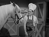 Pin on Mister Ed (The Talking Horse).