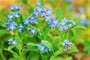 Forget-Me-Nots: Types, How To Grow and Care | Florgeous