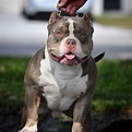 THE FLASHY TRI COLOR AMERICAN BULLY PUPPIES OF VENOMLINE