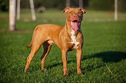 American Staffordshire Terrier: A Muscular Breed With A Surprisingly ...