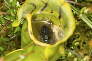 How Do Some Common Insectivorous Plants Work? » Science ABC