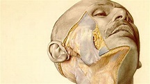 Eduard Pernkopf: The Nazi book of anatomy still used by surgeons - BBC News