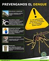 Prevención para el Dengue #infografia #infographic #health ...