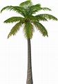 Palm tree PNG transparent image download, size: 1161x1677px