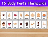 16 Body Parts Flashcards / Image Cards voor kinderen - Etsy België