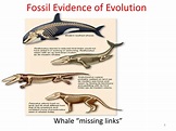 Fossil Record Evidence For Evolution