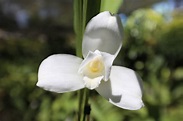 LA MONJA BLANCA, también conocida como flor nacional de Guatemala