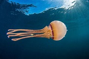 Jellyfish Swimming Image | National Geographic Your Shot Photo of the Day