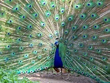 File:Peacock Milwaukee County Zoo.jpg - Wikimedia Commons