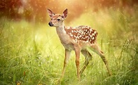 Qué animal es Bambi, características, hábitat y comportamiento