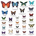 Beautiful Butterflies | Butterfly species, Types of butterflies ...