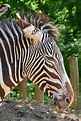 Grevyzebra (Equus grevyi) Foto & Bild | natur, zoo, tiere Bilder auf ...