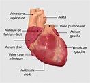 Comment fonctionne le cœur - Healthy-Heart.org