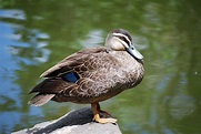 Duck On A Rock Free Stock Photo - Public Domain Pictures
