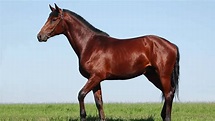 Oldenburg Horse Facts And Information - Breed Profile