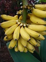 Plátano (Musa paradisiaca) · NaturaLista
