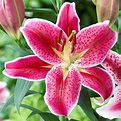 Lilies: How to Plant, Grow, and Care for Lily Flowers | The Old Farmer ...