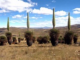 Unas 2,000 plantas de puya Raimondi florecen en Santuario Nacional de ...