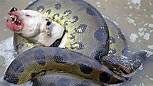 Lucha Increíble - Anaconda vs Perro - Perros vs Otras Serpientes (REAL ...