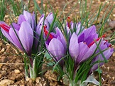 Crocus sativus - Saffron Crocus | World of Flowering Plants
