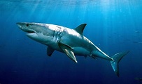 Tubarão-branco vive muito mais do que se pensava - Jornal O Globo