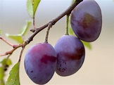 The meaning and symbolism of the word - «Plum»
