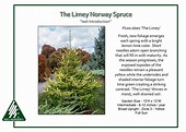 Picea abies ‘The Limey’ - Iseli Nursery