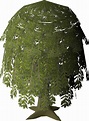 Willow tree - OSRS Wiki