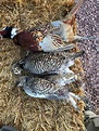 Sharptail Grouse Hunts & Prairie Chicken Hunting South Dakota