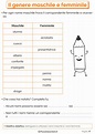 Il Genere Maschile e Femminile: Esercizi per la Scuola Primaria ...