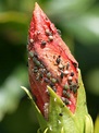 8 種蚜蟲以及它們的戰斗方式園藝