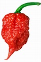 Carolina Reaper: Hottest Pepper in the World - All About It - Chili ...