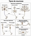 Tipos de neuronas | Types of neurons, Anatomy, Neuroscience