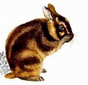 informacion de Conejos de la raza Conejo de orejas cortas de Sumatra ...